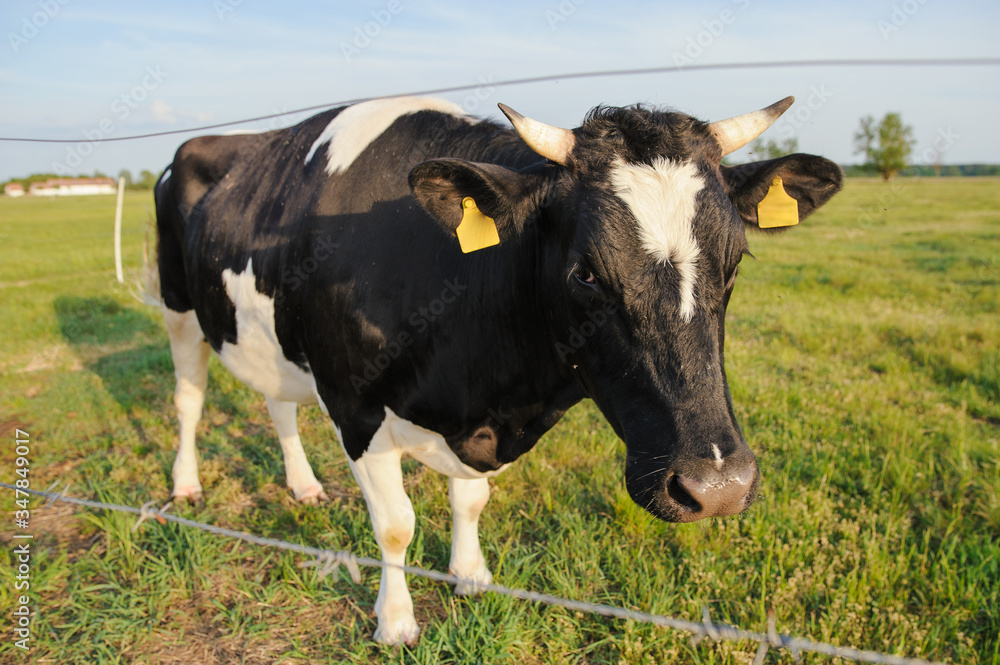 Spotted Black and White