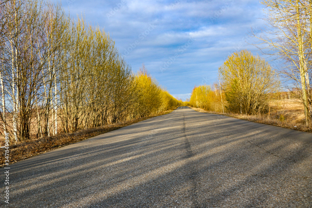 Fototapeta premium spring forest road on sunny morning, with blue sky and white fluffy clouds. Country asphalt road in golden sunshine, between young trees and bushes with first spring leaves.