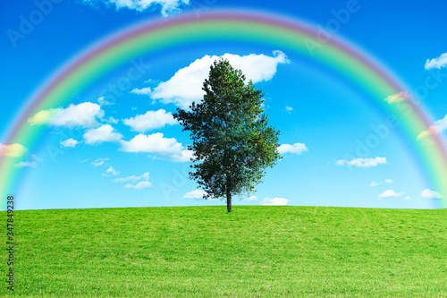 草原の木にかかる虹