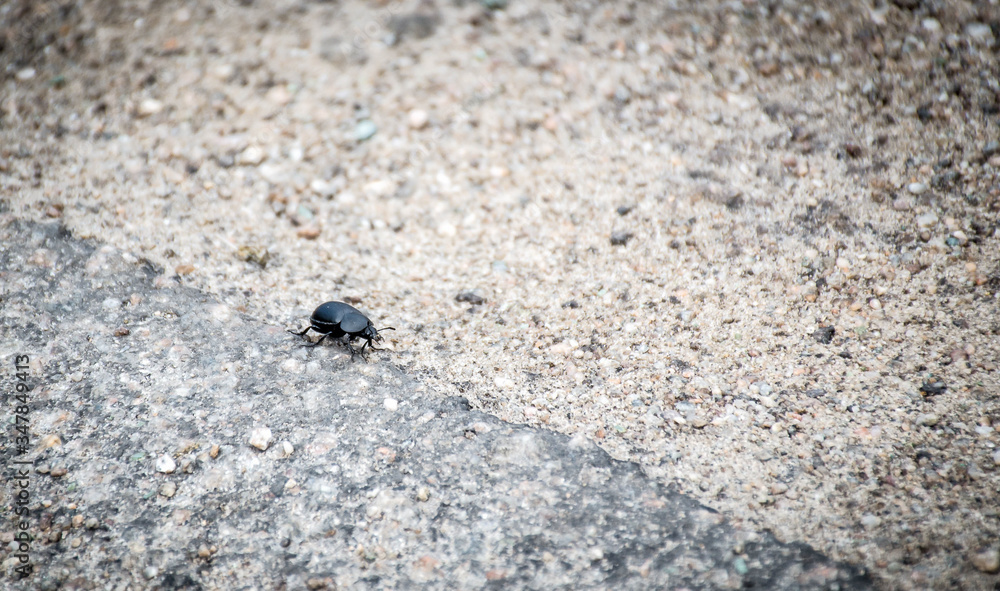 Insects on the pavement in spring Insects on the pavement in spring