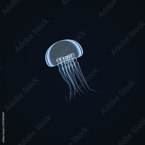 Image of jellyfish on a dark background, wildlife, vector illustration 