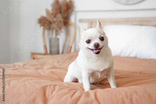 Cute small dog on bed in room