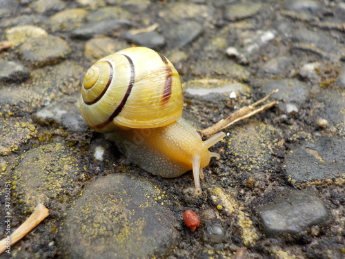 Garten-Bänderschnecke