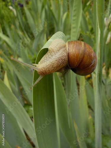 Weinbergschnecke