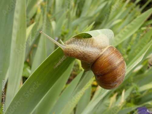 Weinbergschnecke