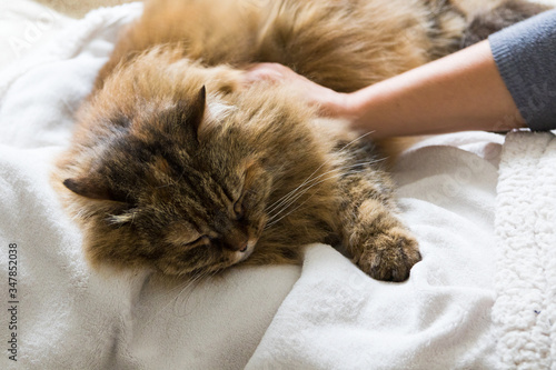 Siberian cat caressed on the bed. Hypoallergenic domestic animal of livestock with long hair