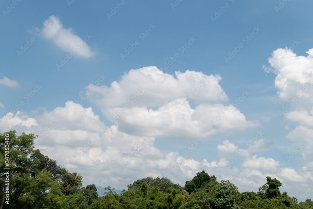 Blue sky background with green tree. Natural background for climate template design.