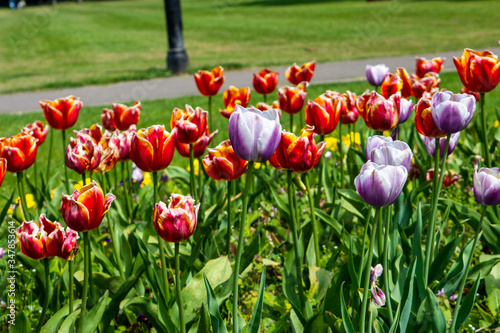 Mixed tulips tulipa including flaming flag and verandi varieties in a mixed flower bed in a public park photo