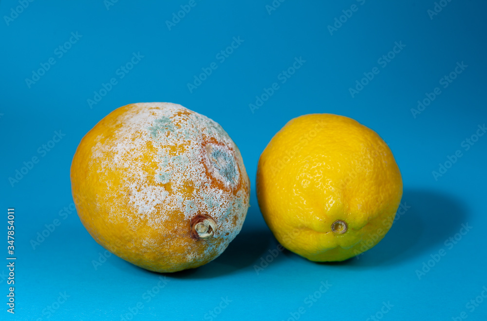 Two lemons fresh and spoiled, moldy fruit. Moldy lemon on a blue background. Botulism spores on spoiled fruit. Rotten lemon. Two lemons fresh and spoiled, moldy fruit. Moldy lemon on a blue background. Botulism spores on spoiled fruit. Rotten lemon.