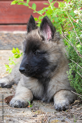 Puppy of an 8 weeks old  Belgian shepherd dog  Tervuren 