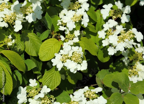 Viburnum.