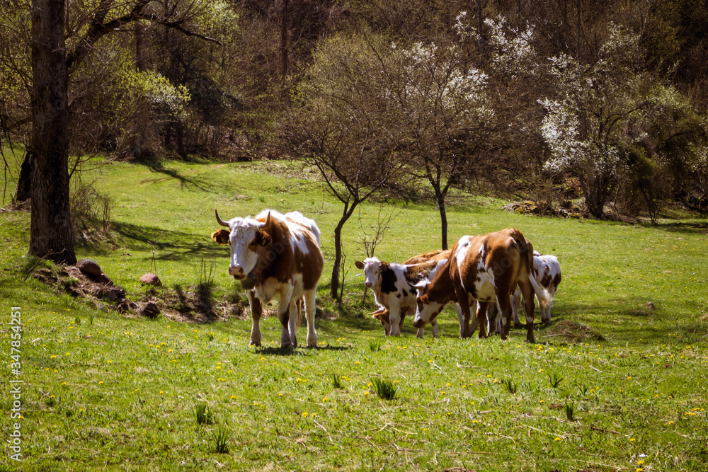 The cows grazing on a meadow