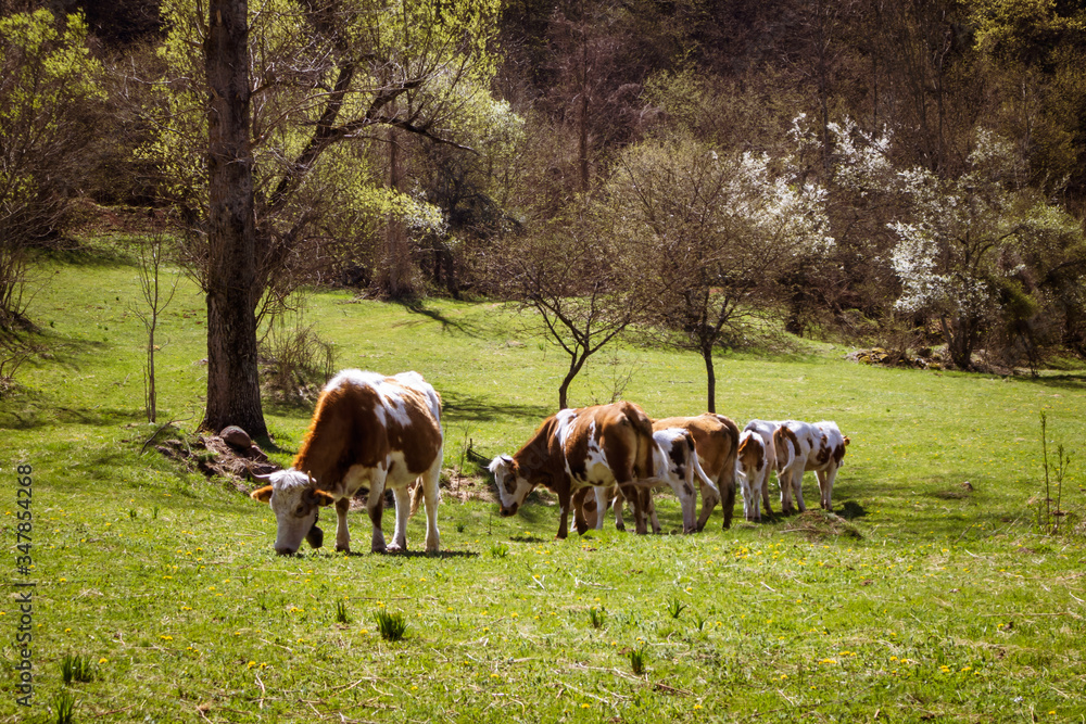 The cows grazing on a meadow