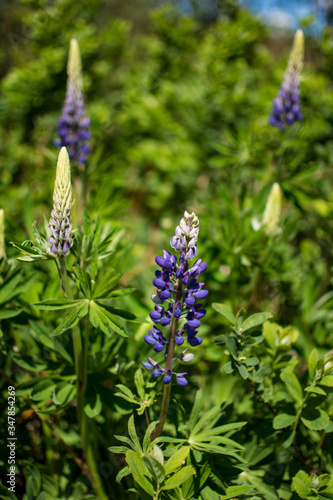 Wilde Lupine
