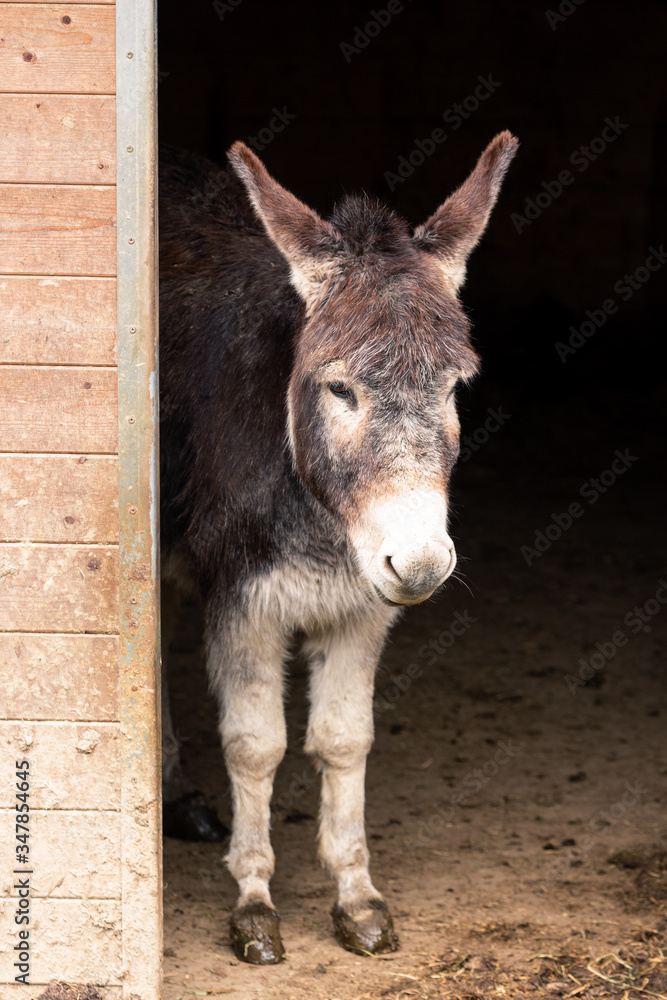 Portrait of a donkey standing in the doorway of the stable Portrait of a donkey standing in the doorway of the stable