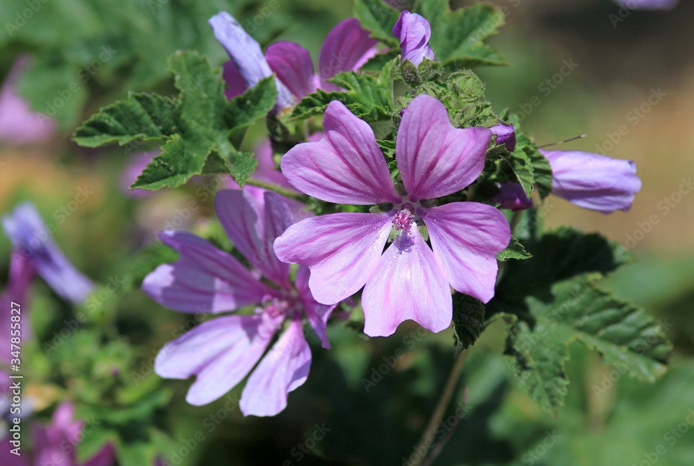 Pink flowers Malva sylvestris in the garden Pink flowers Malva sylvestris in the garden