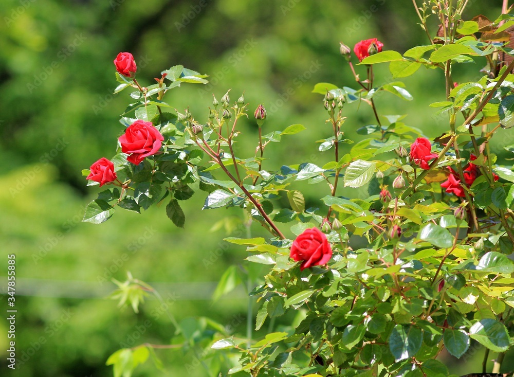 Red roses blooming in the garden Red roses blooming in the garden