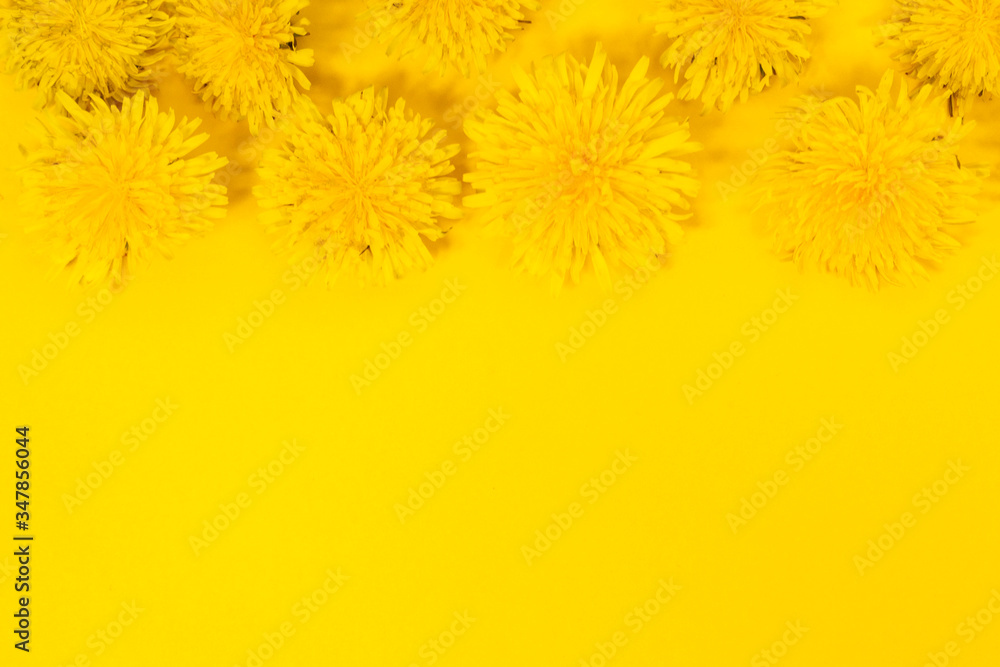 Obraz premium Beautiful vibrant bright yellow background with bright yellow dandelions nature elements. Summer yellow simple background with a frame of flowers for text. Flatlay layout.