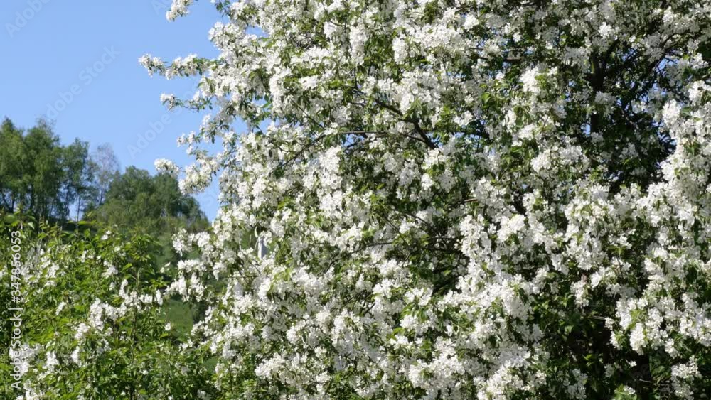 Flowering bloom of apple tree blossoming flowers in spring garden closeup. Flowering bloom of apple tree blossoming flowers in spring garden closeup.