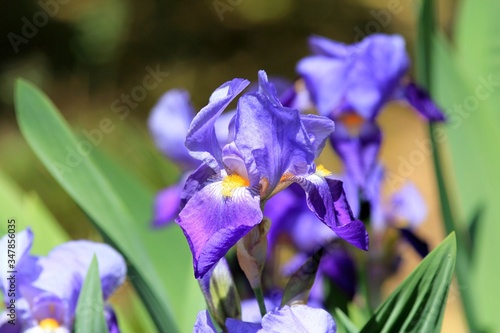Blue irises close up in the garden in spring