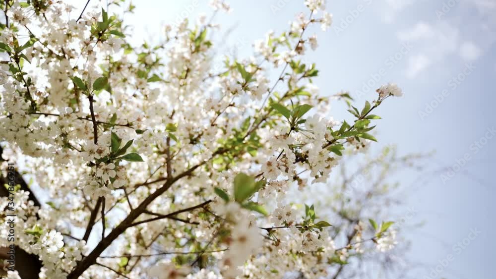 Nature: Flowering blossom cherry tree. Can be used as background. Slow motion. Shoot in 100 fps and slowed to 50 fps Nature: Flowering blossom cherry tree. Can be used as background. Slow motion. Shoot in 100 fps and slowed to 50 fps