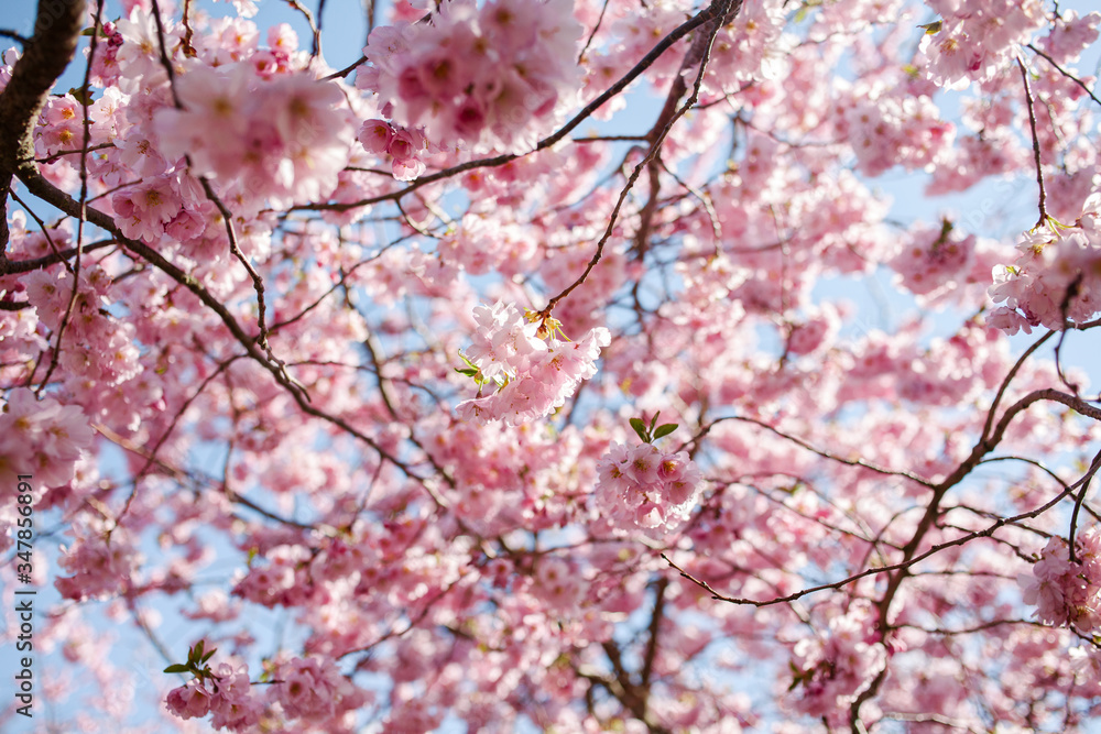 Spring cherry blossoms under blue sky Spring cherry blossoms under blue sky