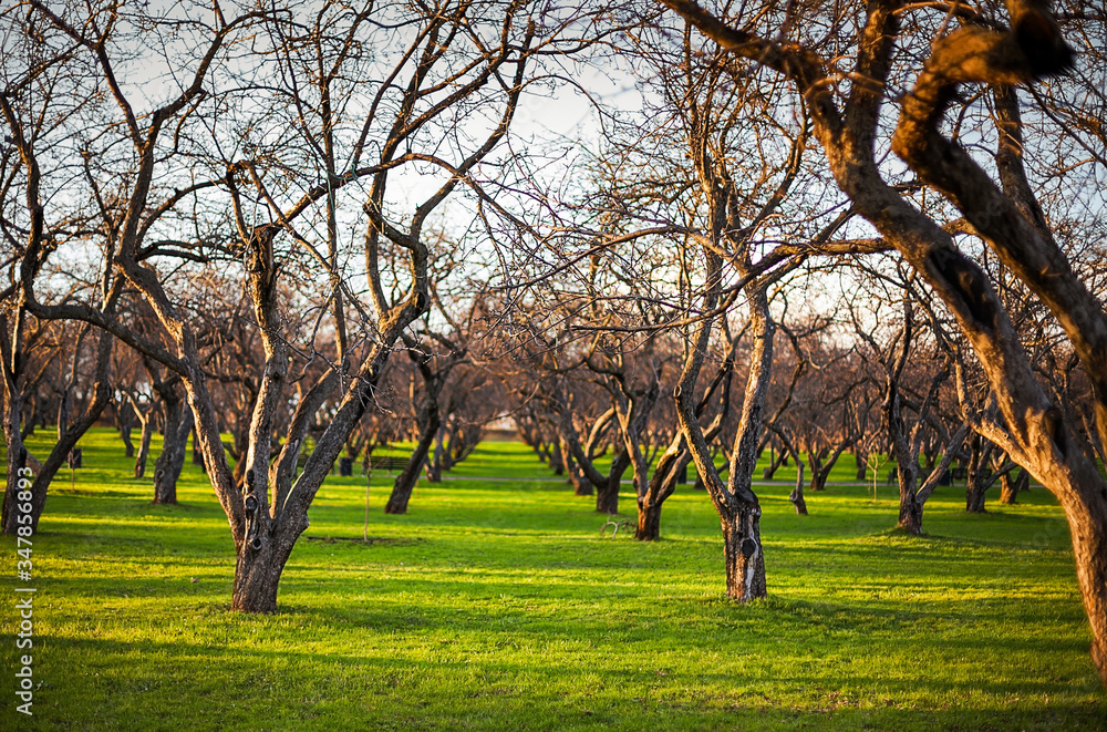 Obraz premium Early spring apple trees planted in rows in Kolomenskoye public park, Moscow