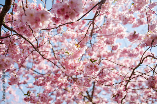 Obraz na plátne Spring cherry blossoms under blue sky