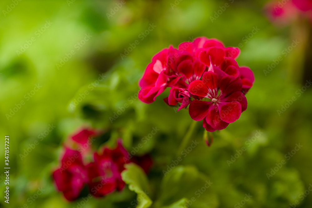 flowers in the home garden, geranium on a green background, spring time flowers in the home garden, geranium on a green background, spring time