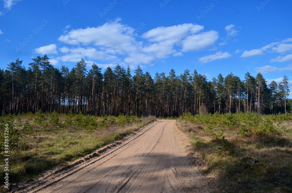 The pine forest with a road in the spring. Old forest road The pine forest with a road in the spring. Old forest road