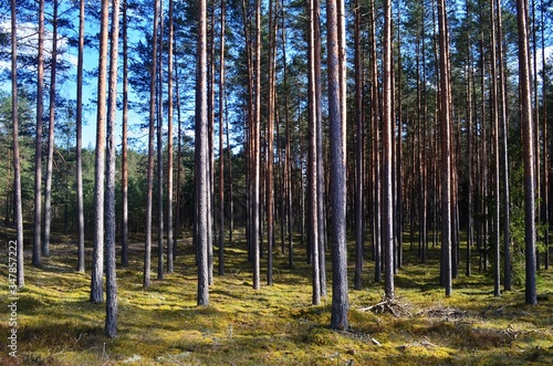 Pine forest on a sunny spring day