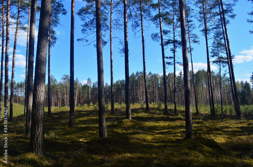 Naklejka premium Pine forest on a sunny spring day