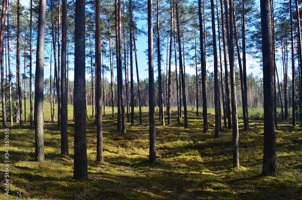 Fototapeta premium Pine forest on a sunny spring day