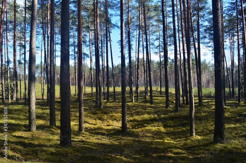 Pine forest on a sunny spring day