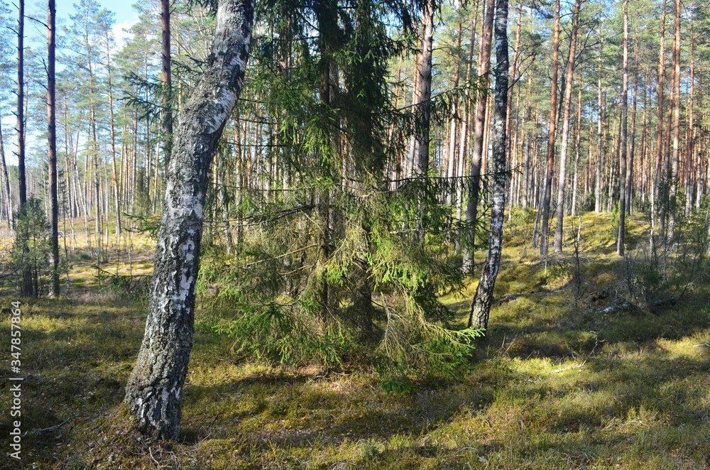 Obraz premium Pine forest on a sunny spring day