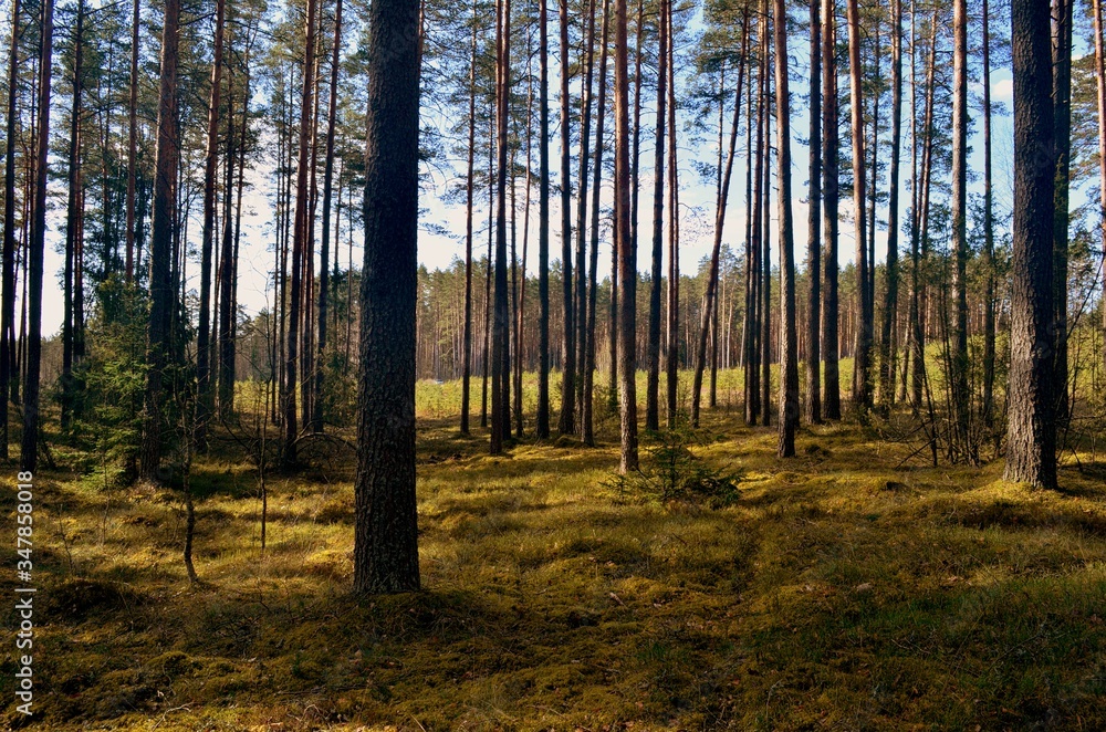 Pine forest on a sunny spring day Pine forest on a sunny spring day