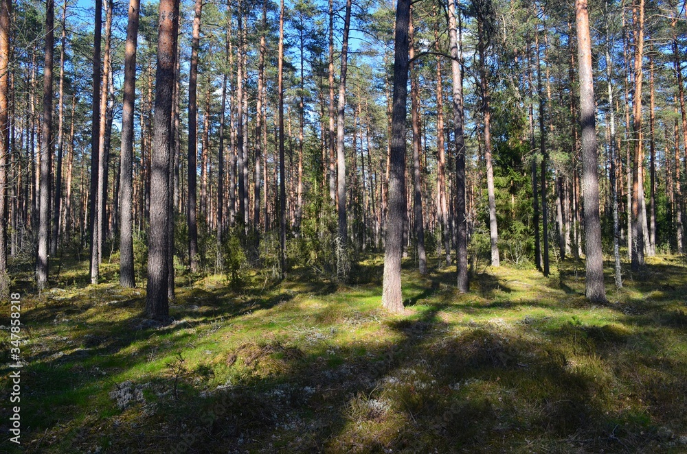 Obraz premium Pine forest on a sunny spring day