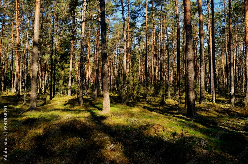 Pine forest on a sunny spring day Pine forest on a sunny spring day