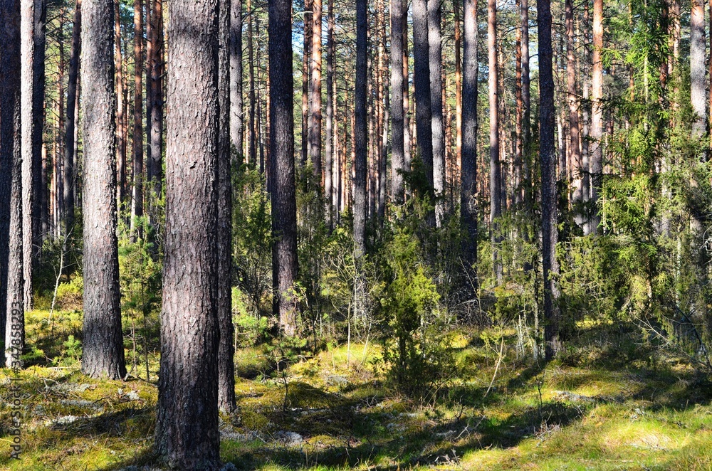 Pine forest on a sunny spring day Pine forest on a sunny spring day