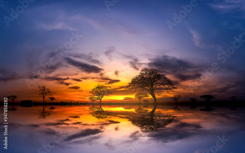 Panorama silhouette tree in africa with sunset.Tree silhouetted against a setting sun reflection on water.Typical african sunset with acacia trees in Masai Mara, Kenya. © noon@photo