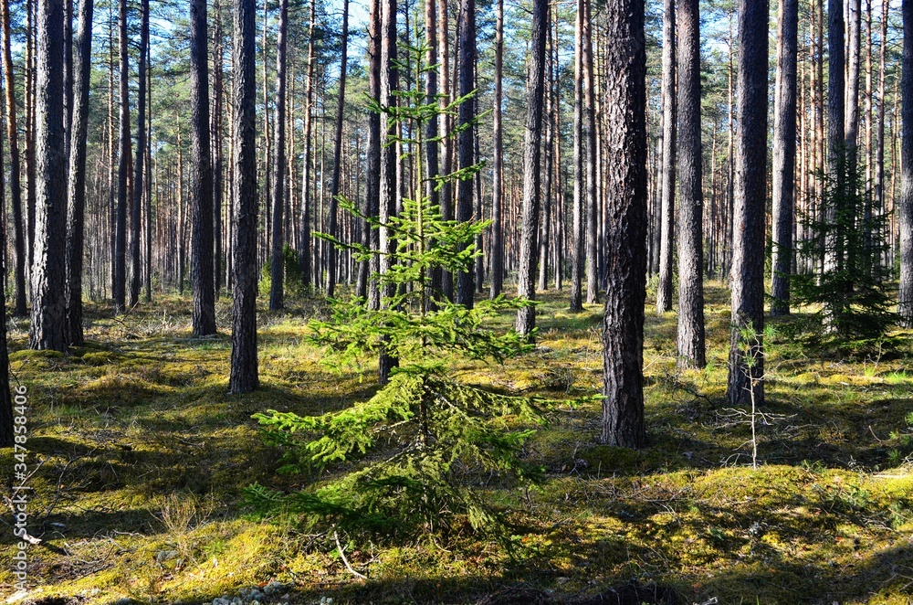 Obraz premium Pine forest on a sunny spring day