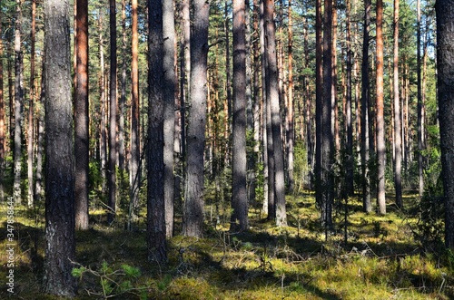 Pine forest on a sunny spring day