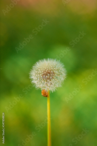 flowers in the home garden  dandelion on a green background  spring time