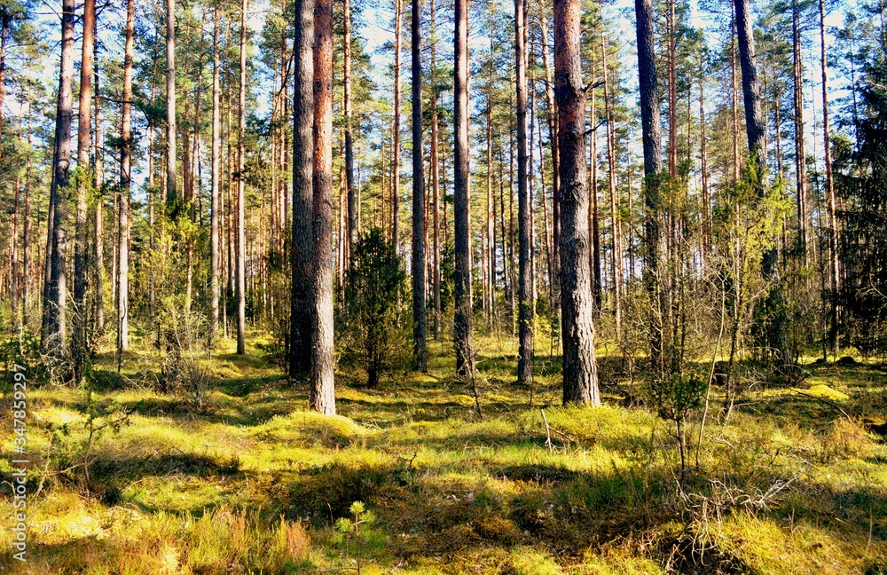 Obraz premium Pine forest on a sunny spring day