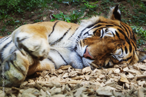 Fototapeta Naklejka Na Ścianę i Meble -  Tiger in the zoo