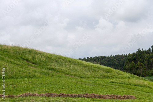 Tableau sur toile Background of a landscape where green is the protagonist