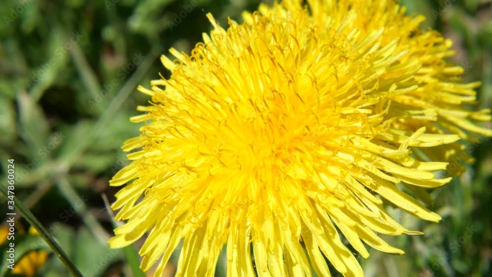 Yellow dandelions. Bright dandelion flowers on the background of green spring meadows. Yellow dandelions. Bright dandelion flowers on the background of green spring meadows.
