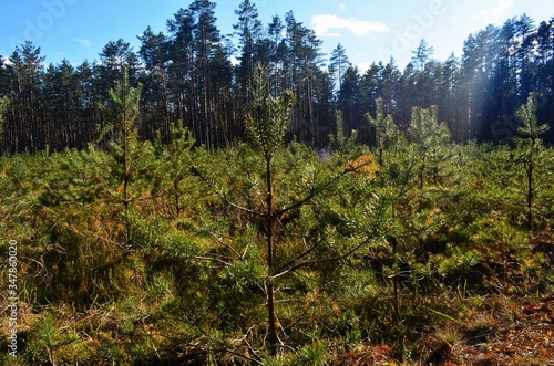 Pine forest on a sunny spring day