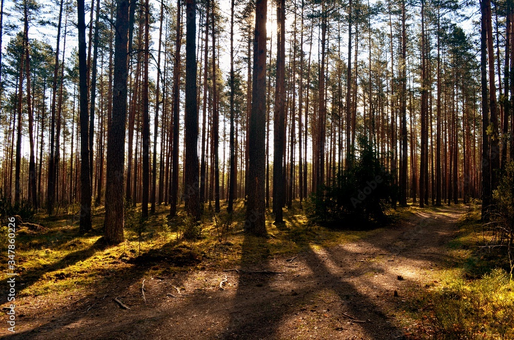 Obraz premium Pine forest on a sunny spring day
