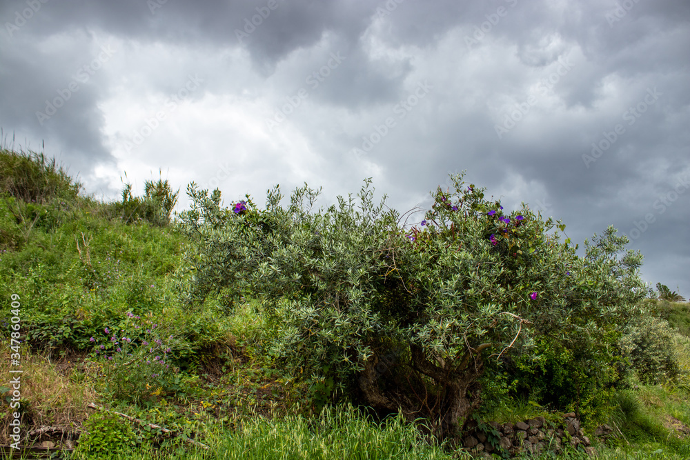 tree and clouds